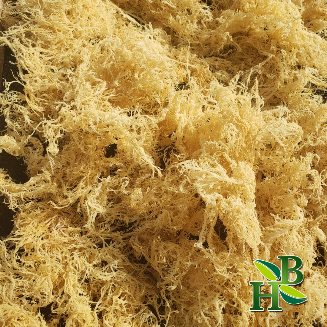 Gold Sea Moss (Dry) -  Wildcrafted From Caribbean 4oz